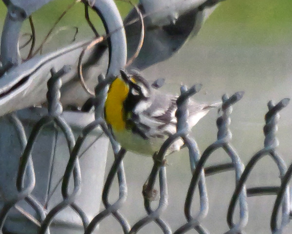 Goldkehl-Waldsänger - ML638328044