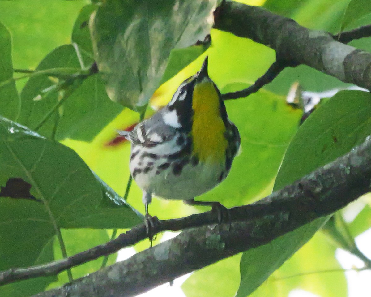 Goldkehl-Waldsänger - ML638328045