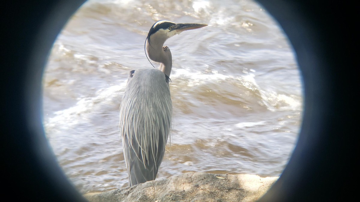 Garza Azulada - ML638328051