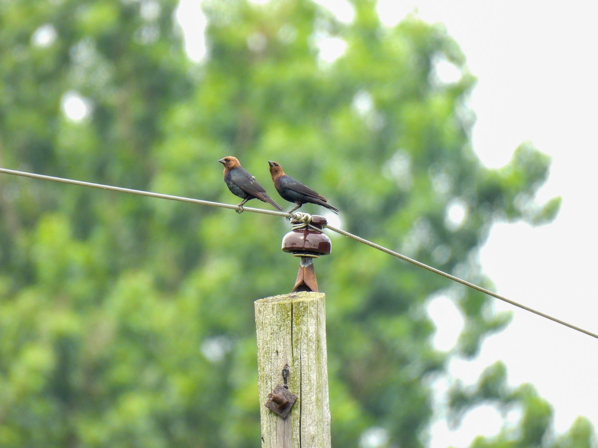 Brown-headed Cowbird - ML638328053
