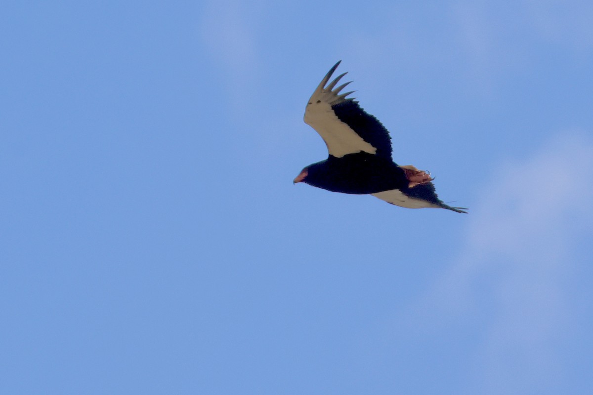 Bateleur - ML638328078