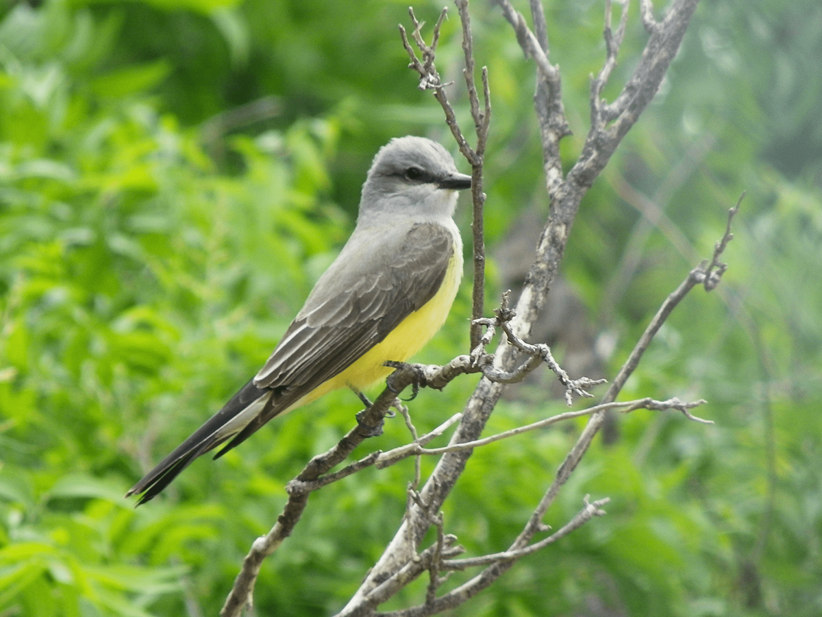 Western Kingbird - ML638328084