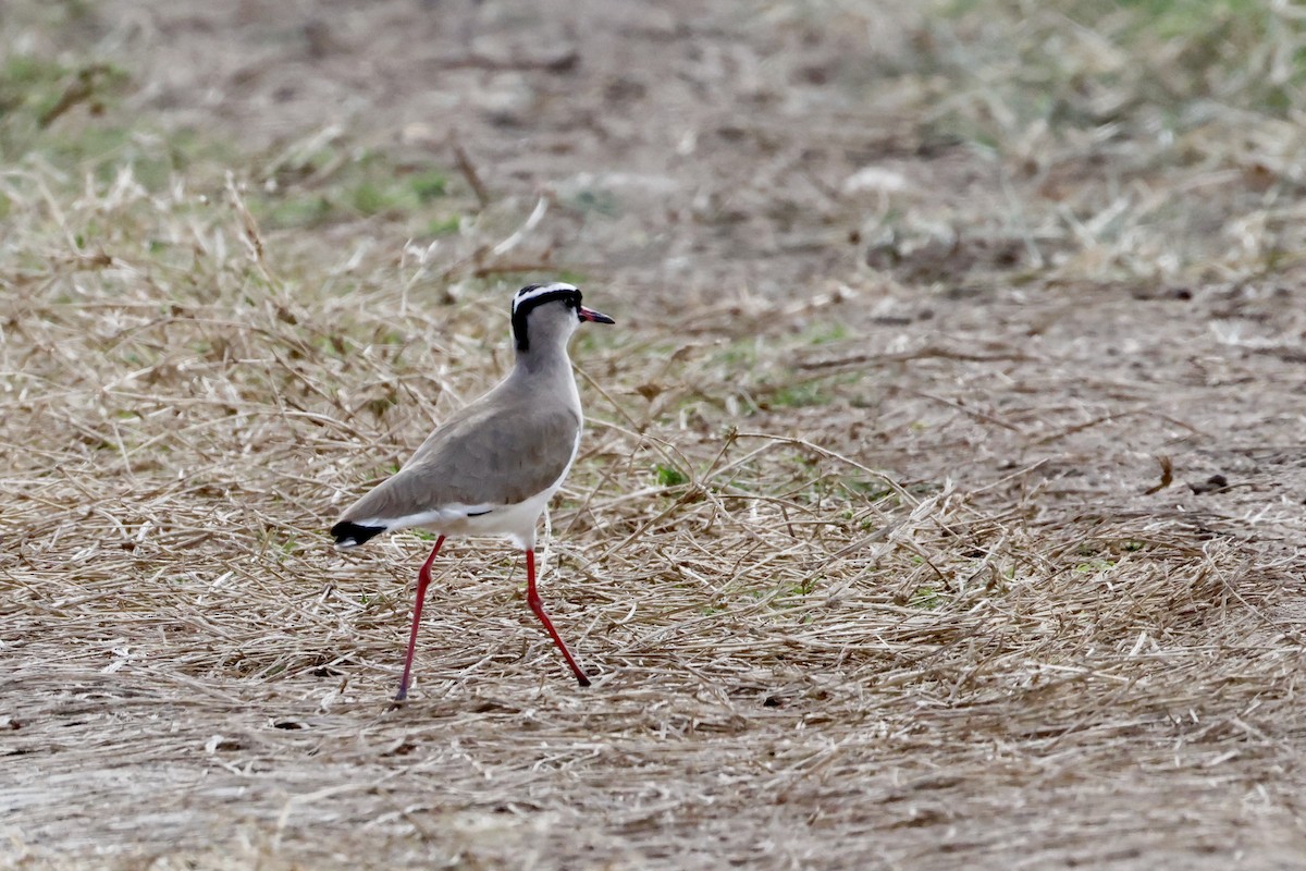 Crowned Lapwing - ML638328086
