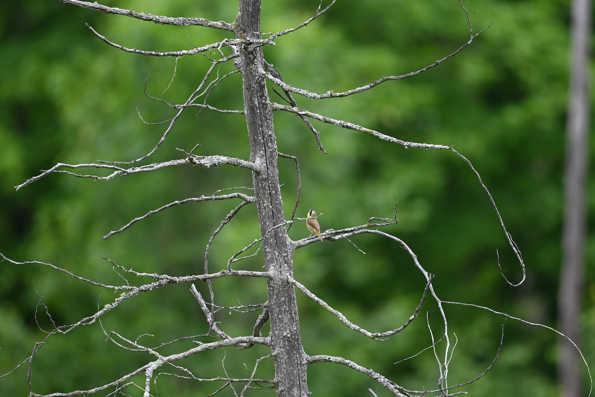 Common Yellowthroat - ML638328087