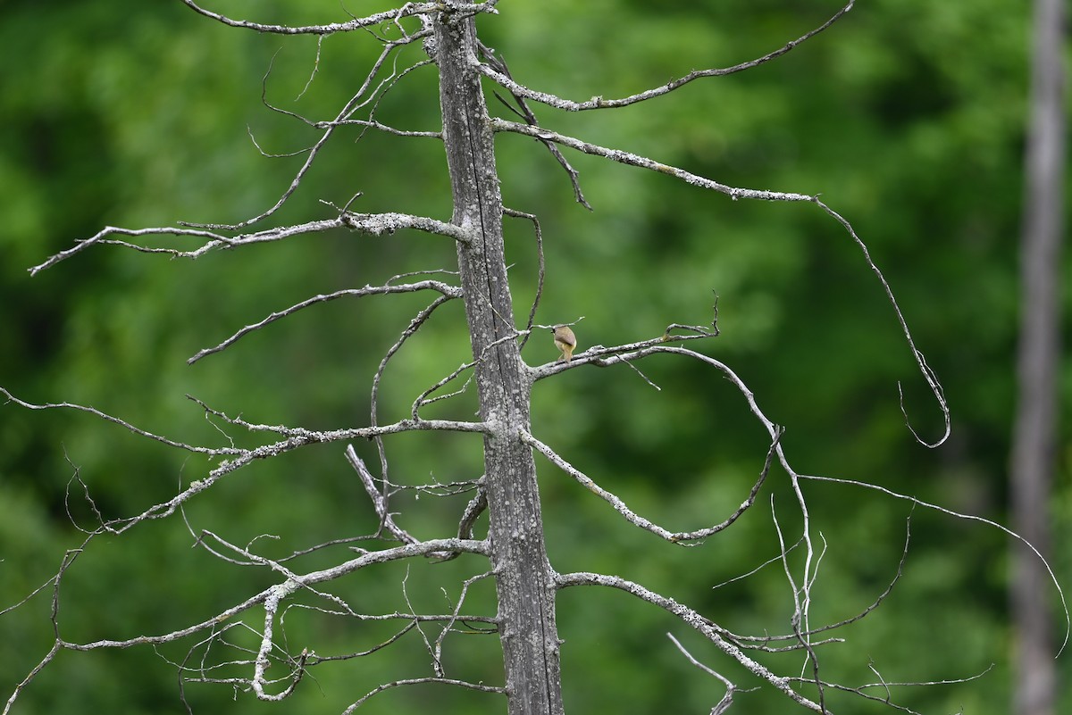 Common Yellowthroat - ML638328088
