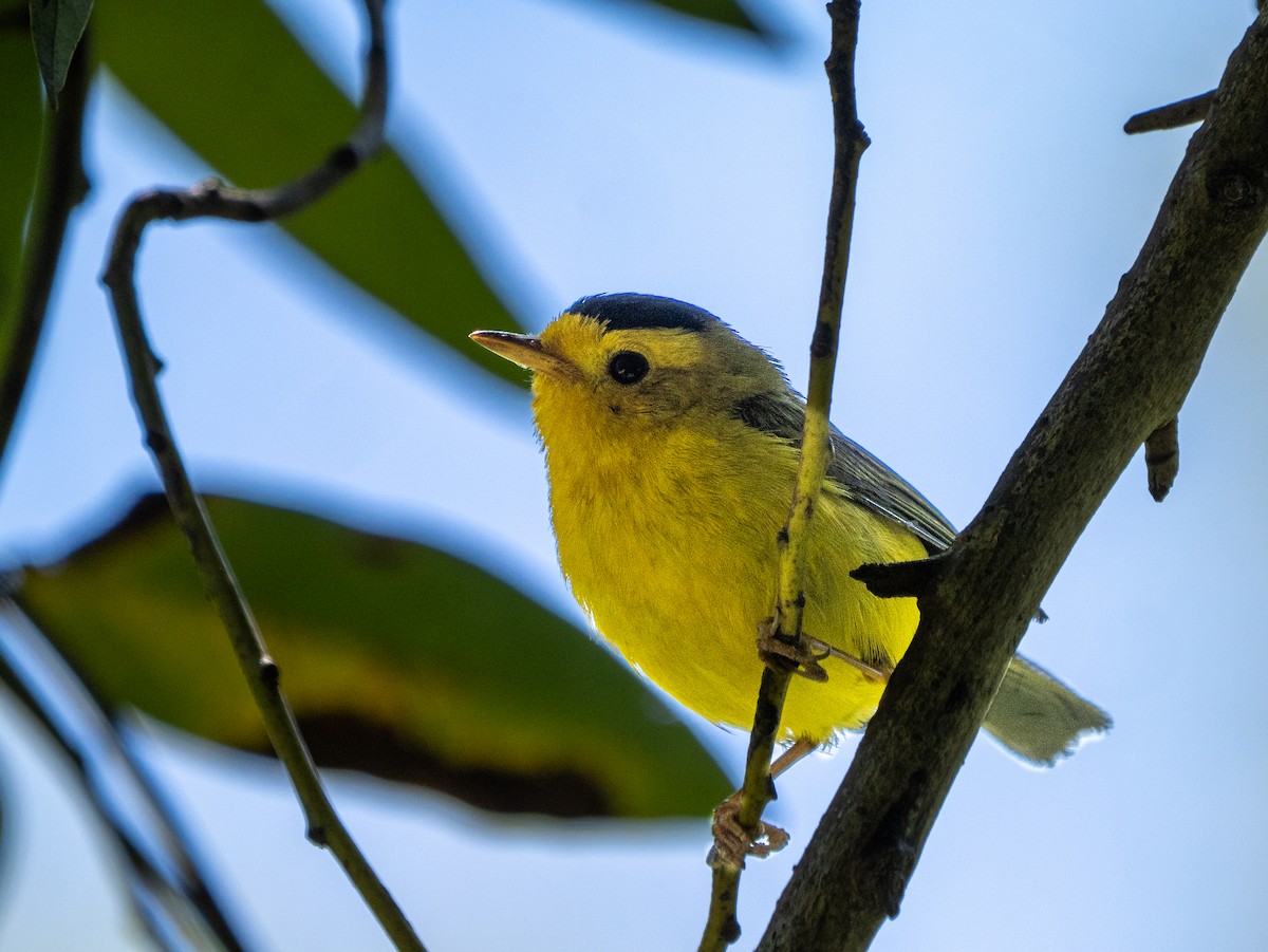 Wilson's Warbler - ML638328089