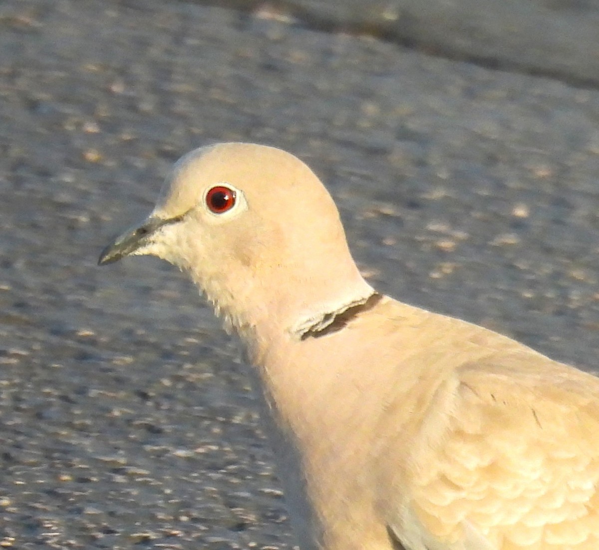Eurasian Collared-Dove - ML638328090