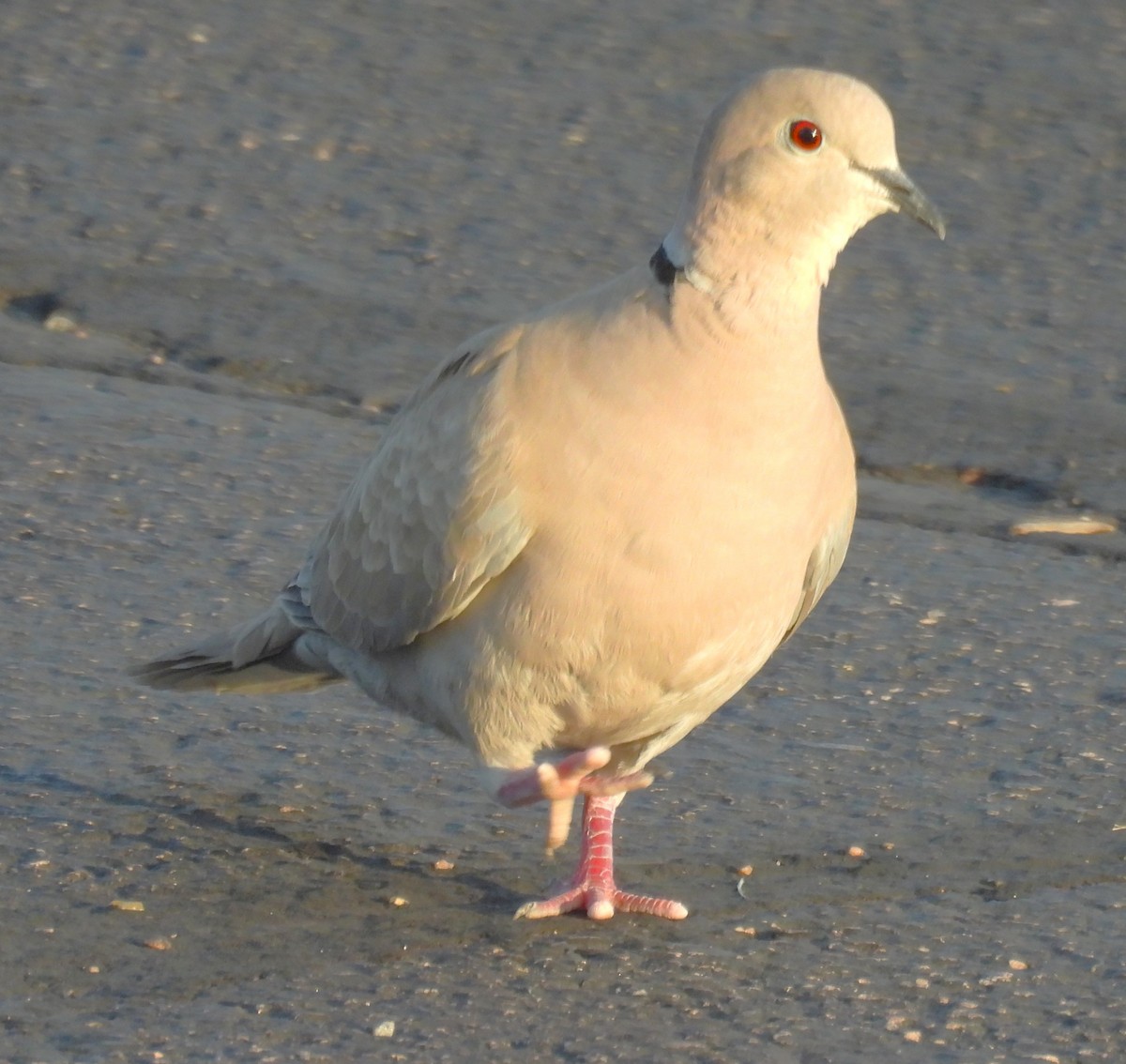 Eurasian Collared-Dove - ML638328091