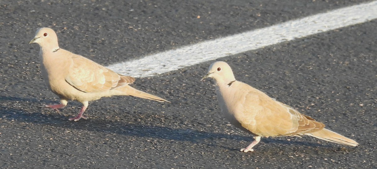 Eurasian Collared-Dove - ML638328092