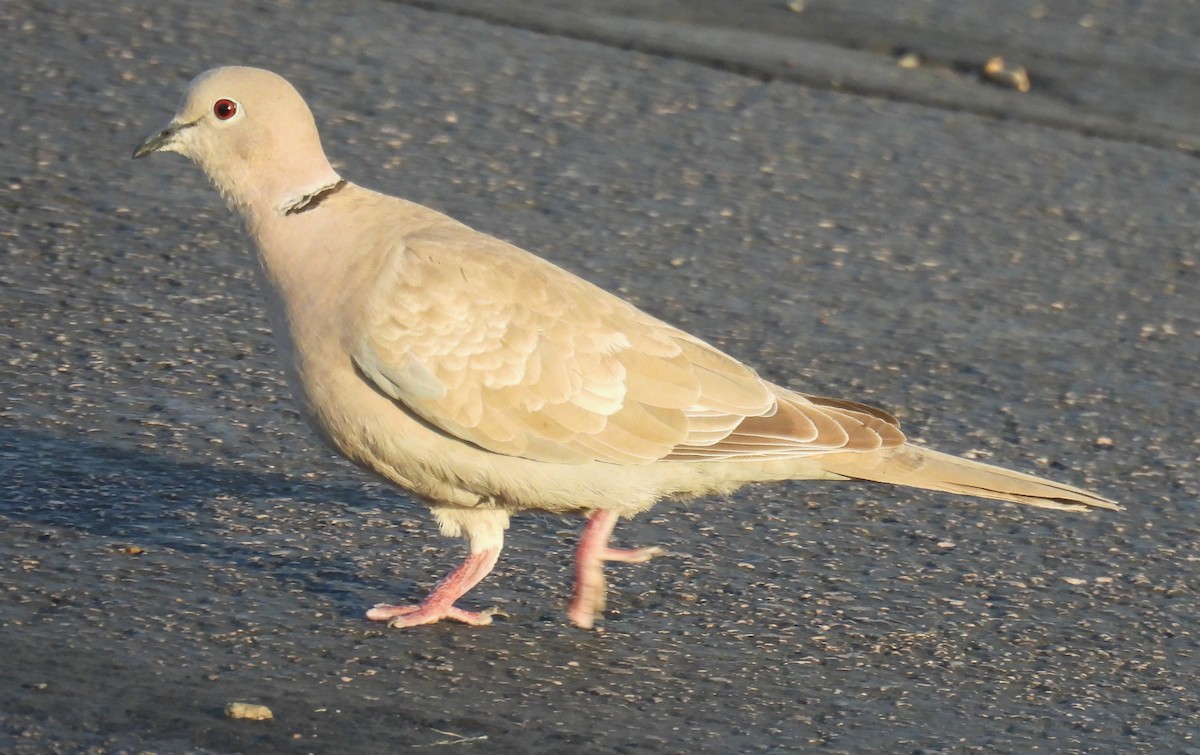 Eurasian Collared-Dove - ML638328093