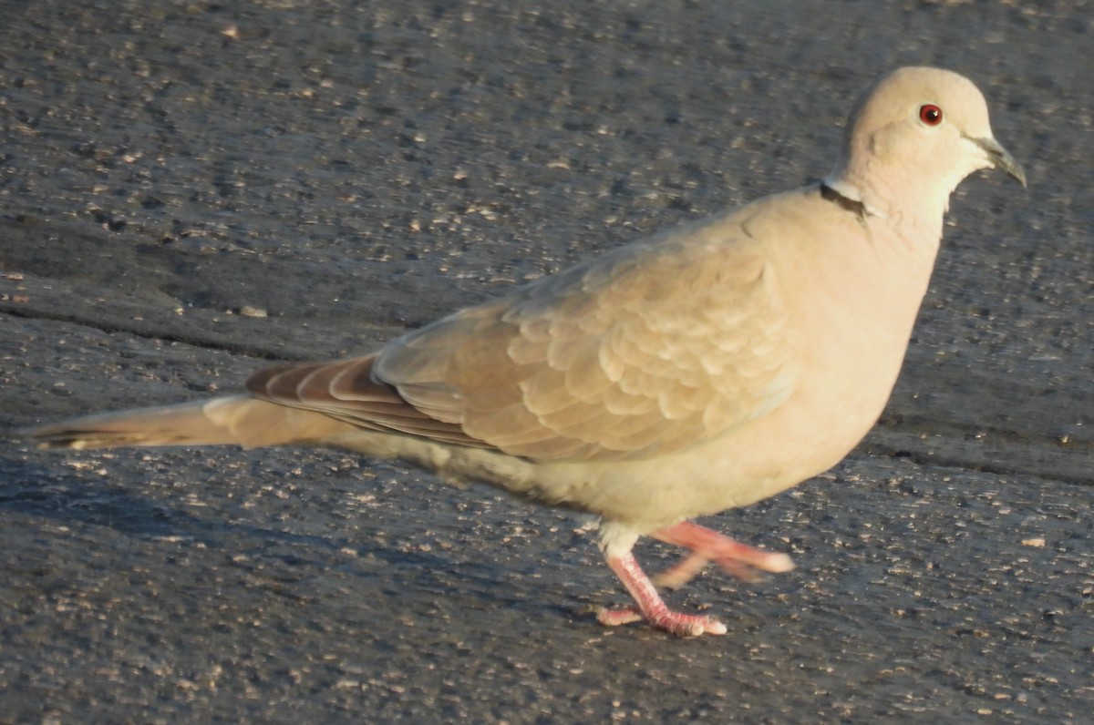 Eurasian Collared-Dove - ML638328094