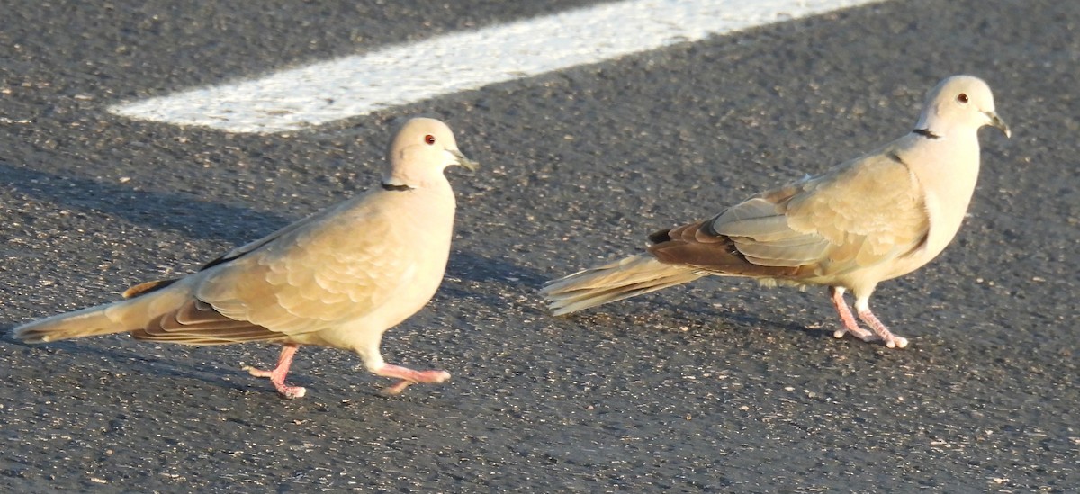 Eurasian Collared-Dove - ML638328095