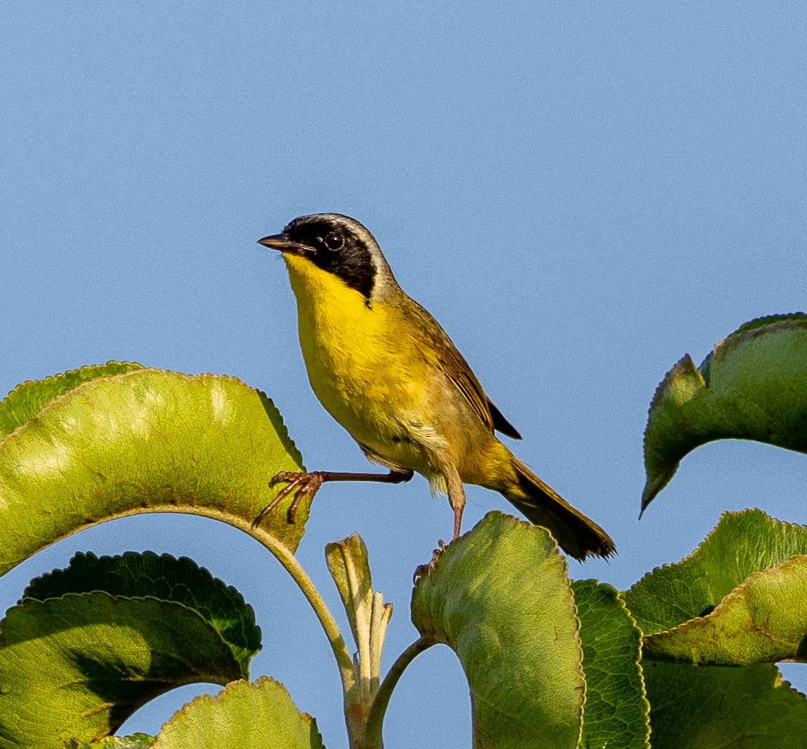 Common Yellowthroat - ML638328096