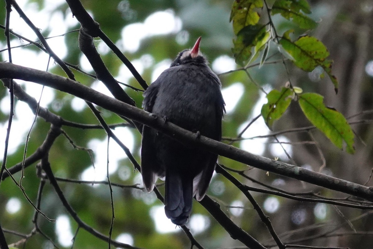 White-fronted Nunbird - ML638328099