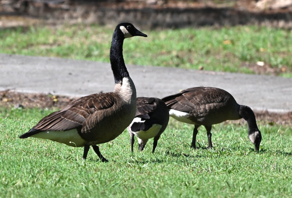 Canada Goose - ML638328101