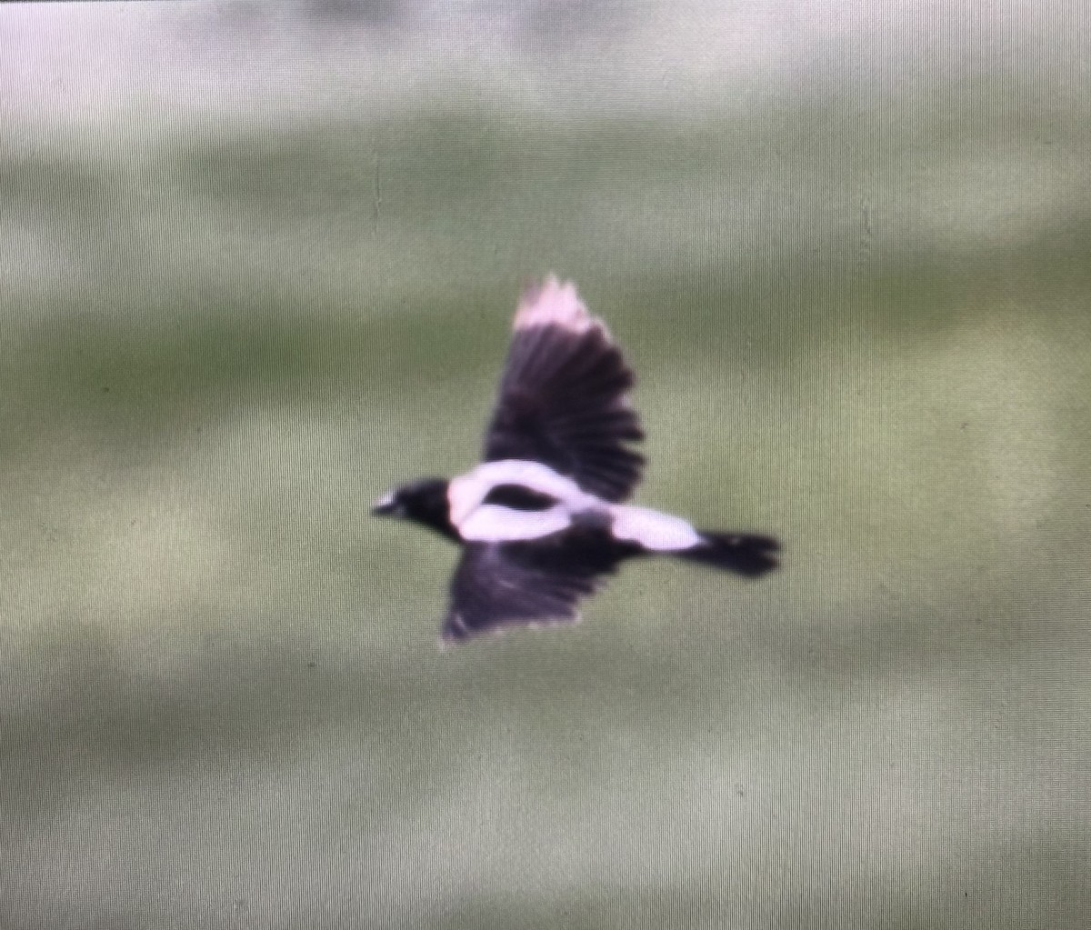 bobolink - ML638328103