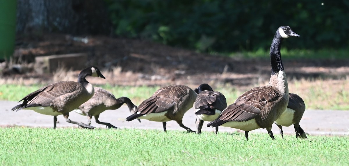Canada Goose - ML638328104