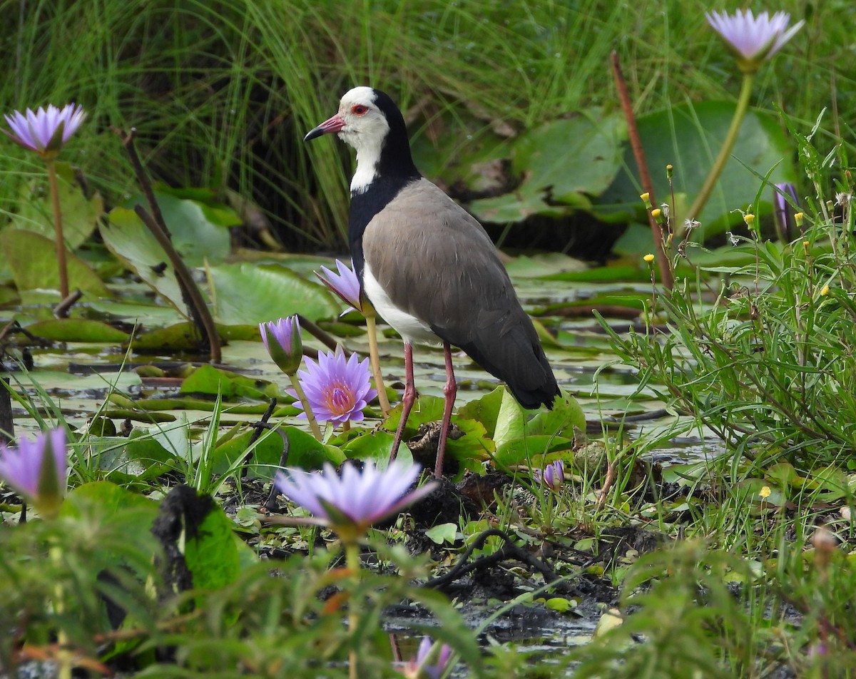Long-toed Lapwing - ML638328107