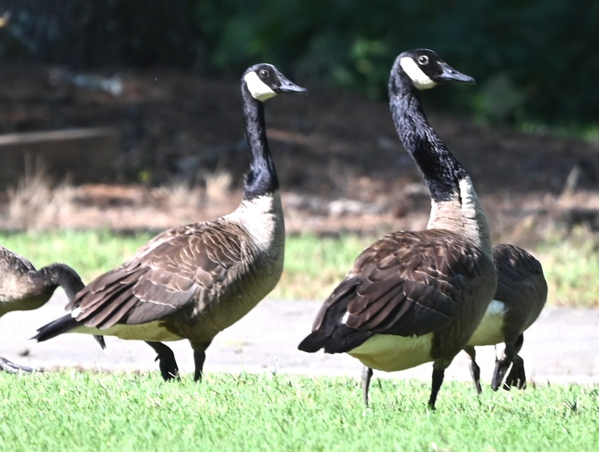 Canada Goose - ML638328115