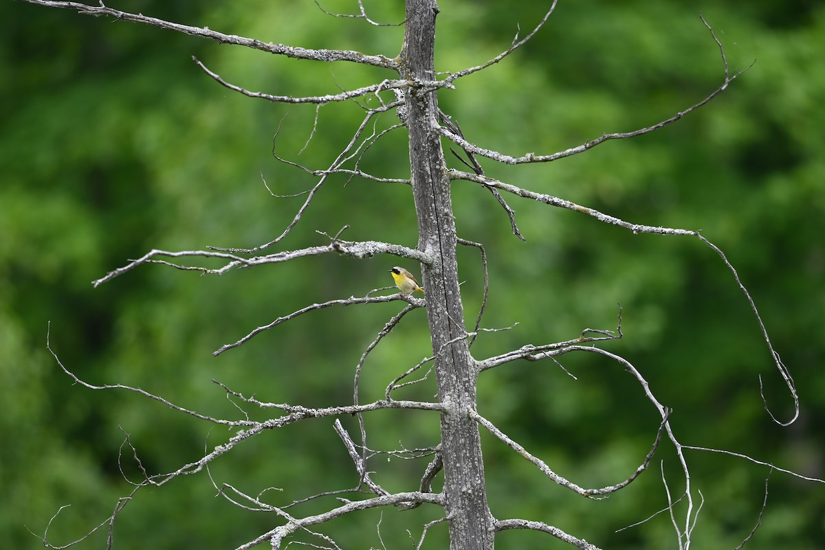 Common Yellowthroat - ML638328120