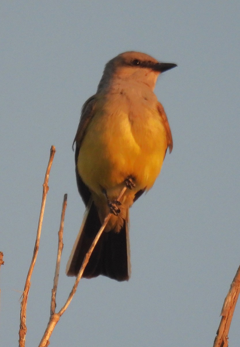 Western Kingbird - ML638328122