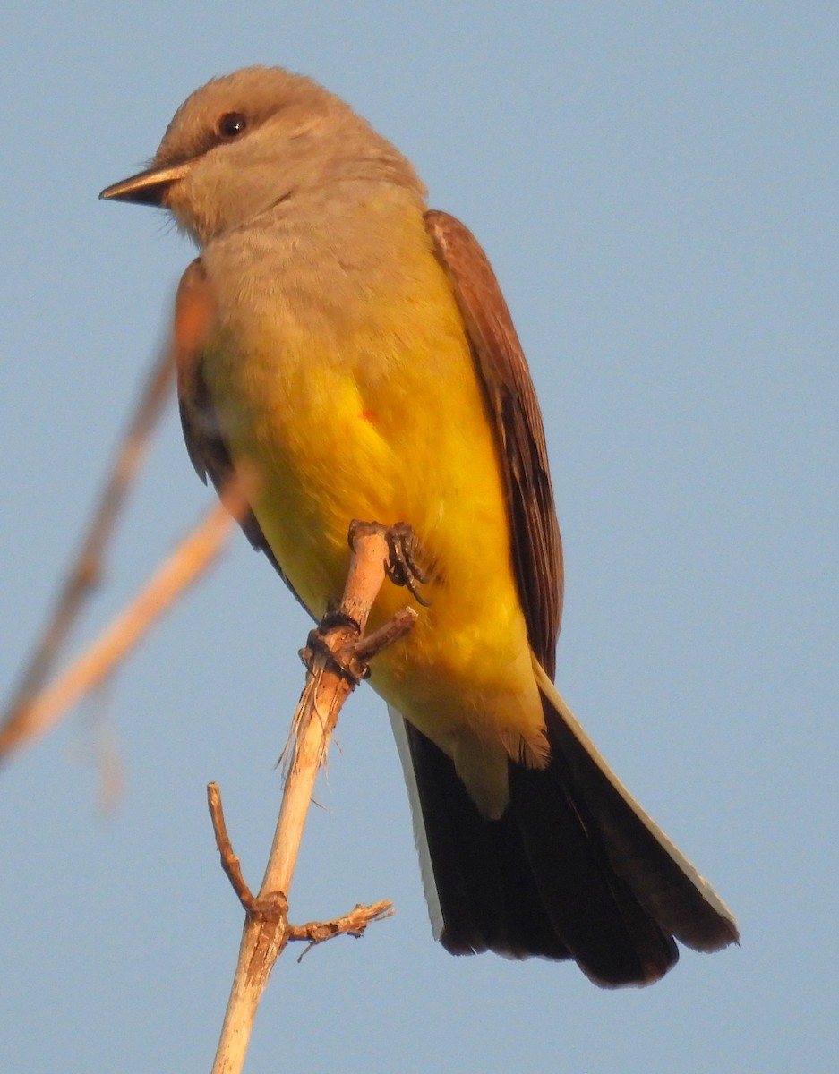 Western Kingbird - ML638328123