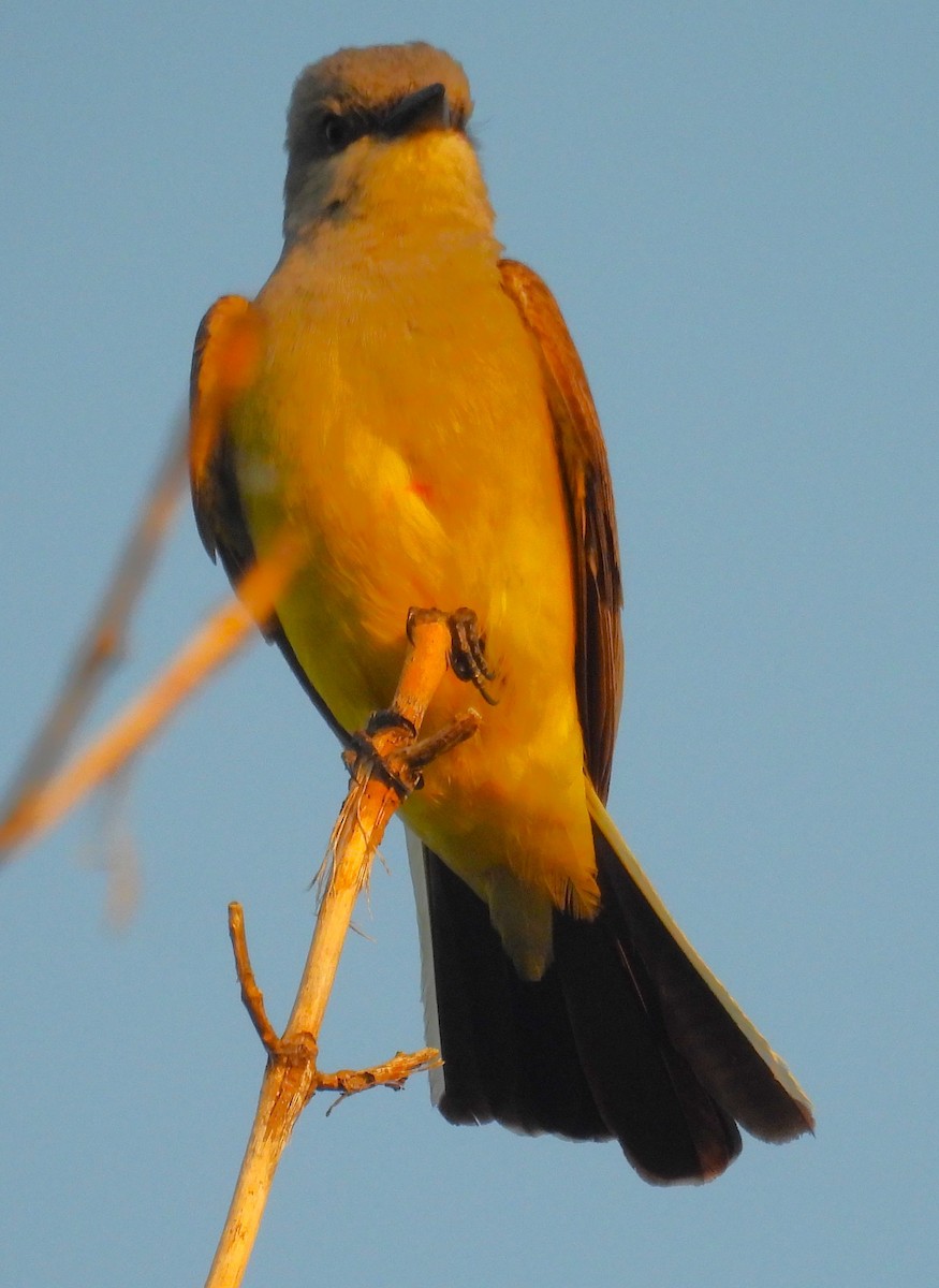 Western Kingbird - ML638328124