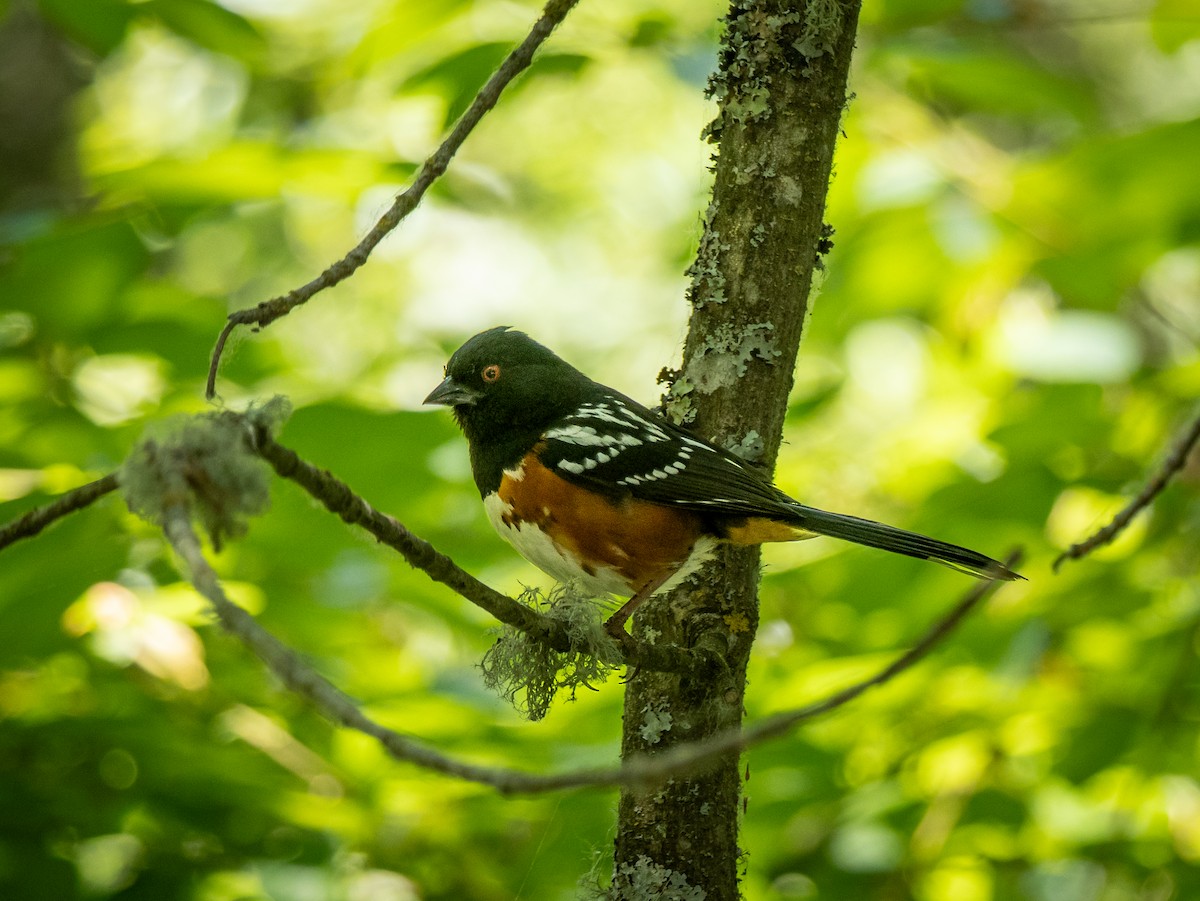 Spotted Towhee - ML638328133