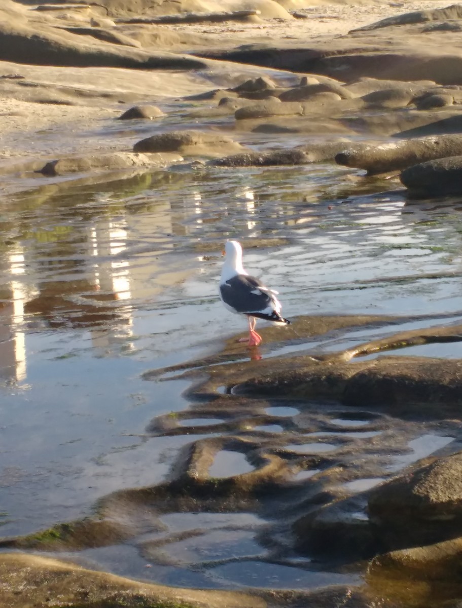 Western Gull - ML638328137