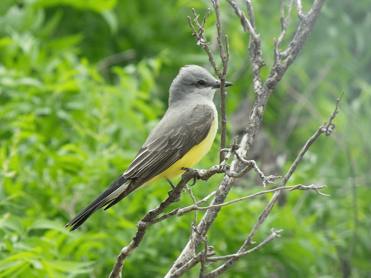 Western Kingbird - ML638328140