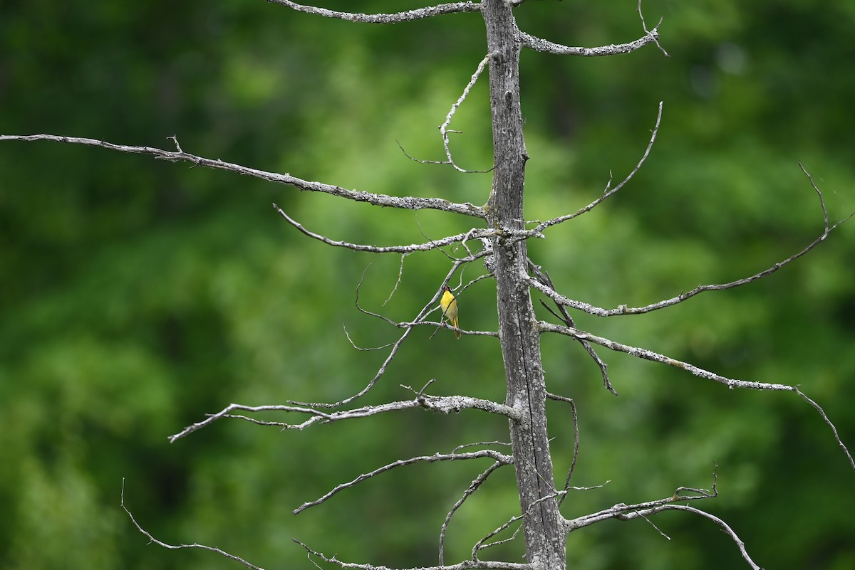 Common Yellowthroat - ML638328141