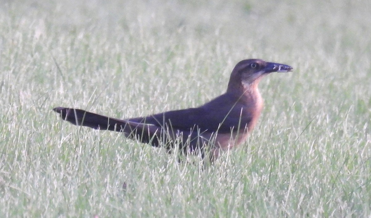 Great-tailed Grackle - ML638328144