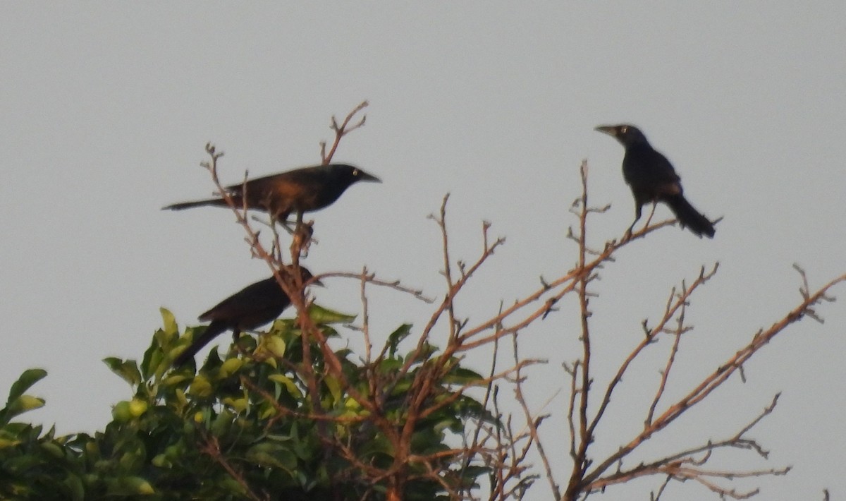 Great-tailed Grackle - ML638328146