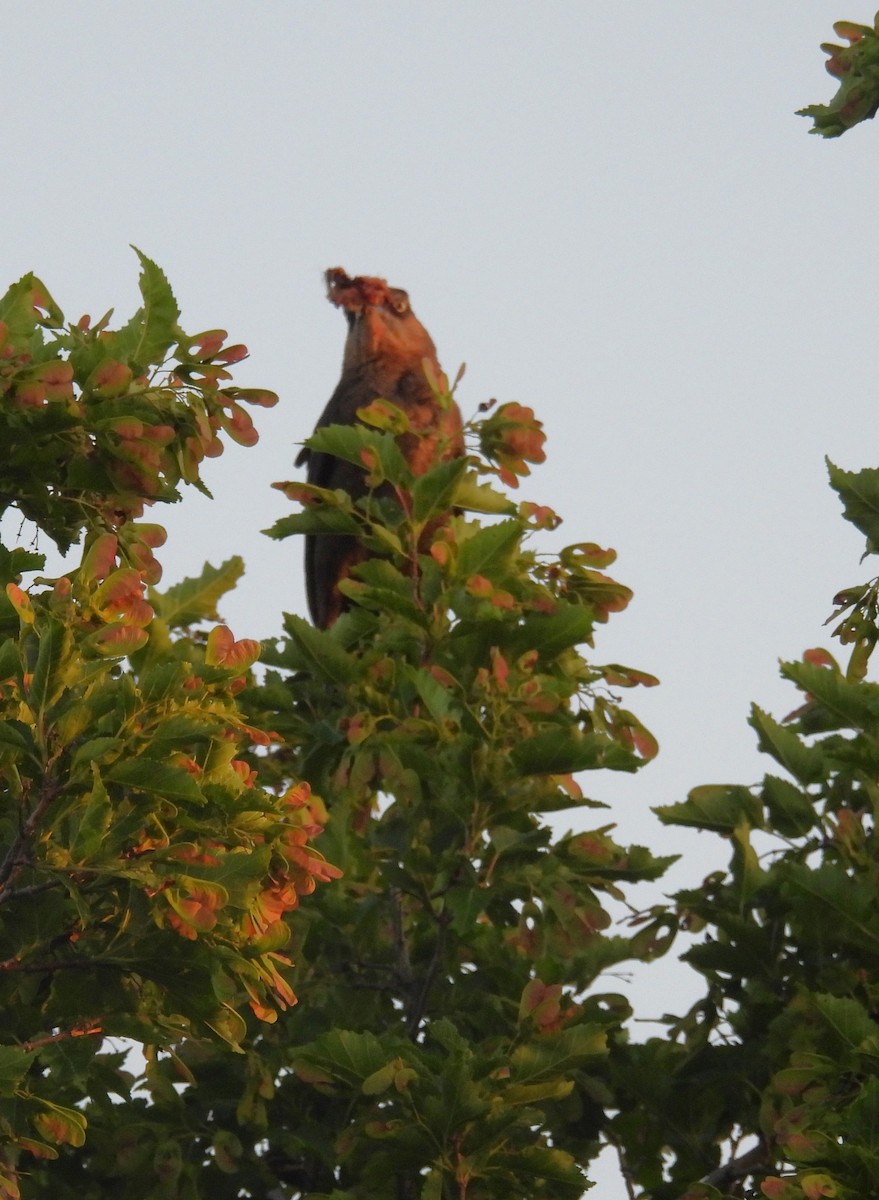 Great-tailed Grackle - ML638328148