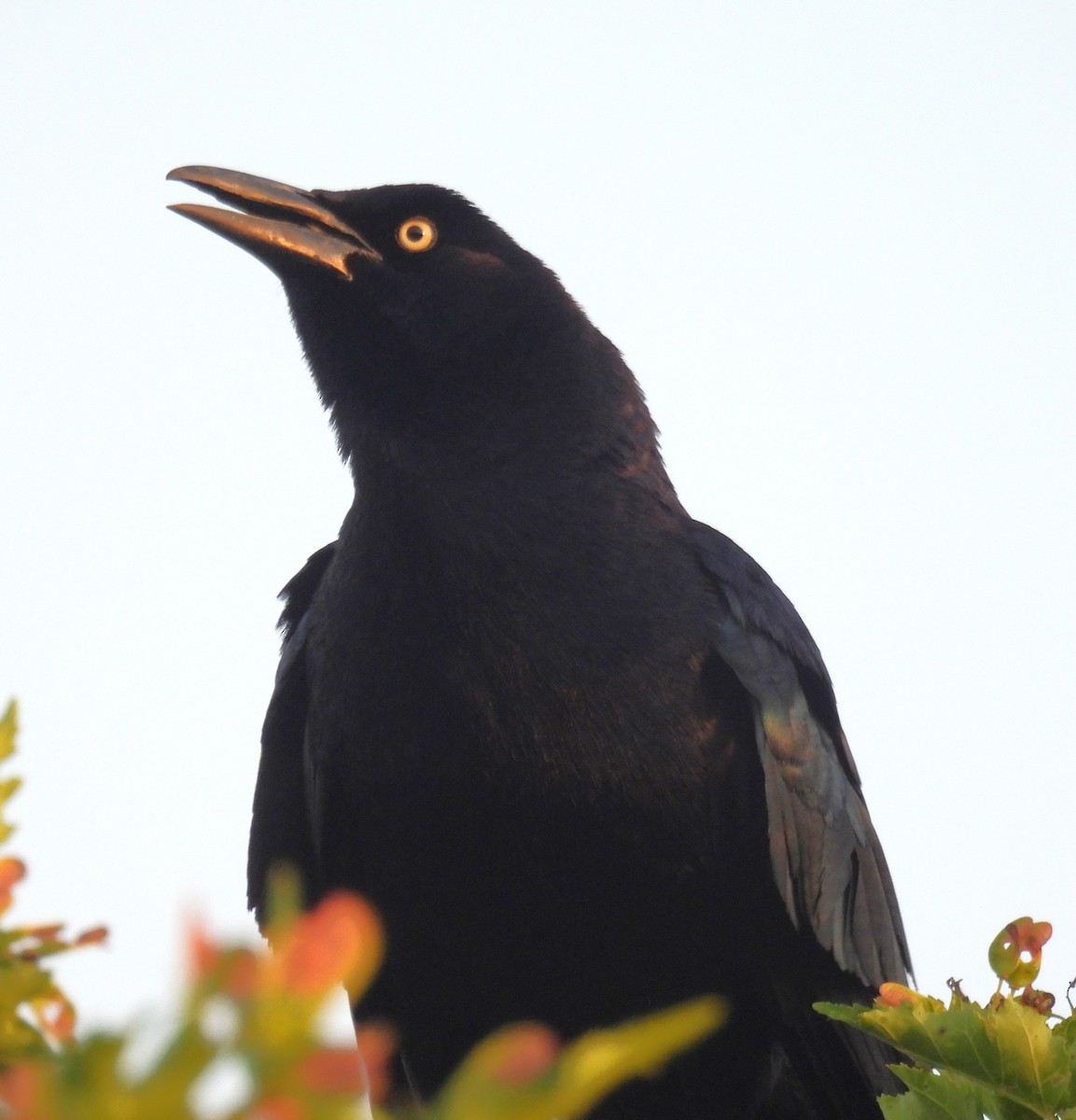 Great-tailed Grackle - ML638328149