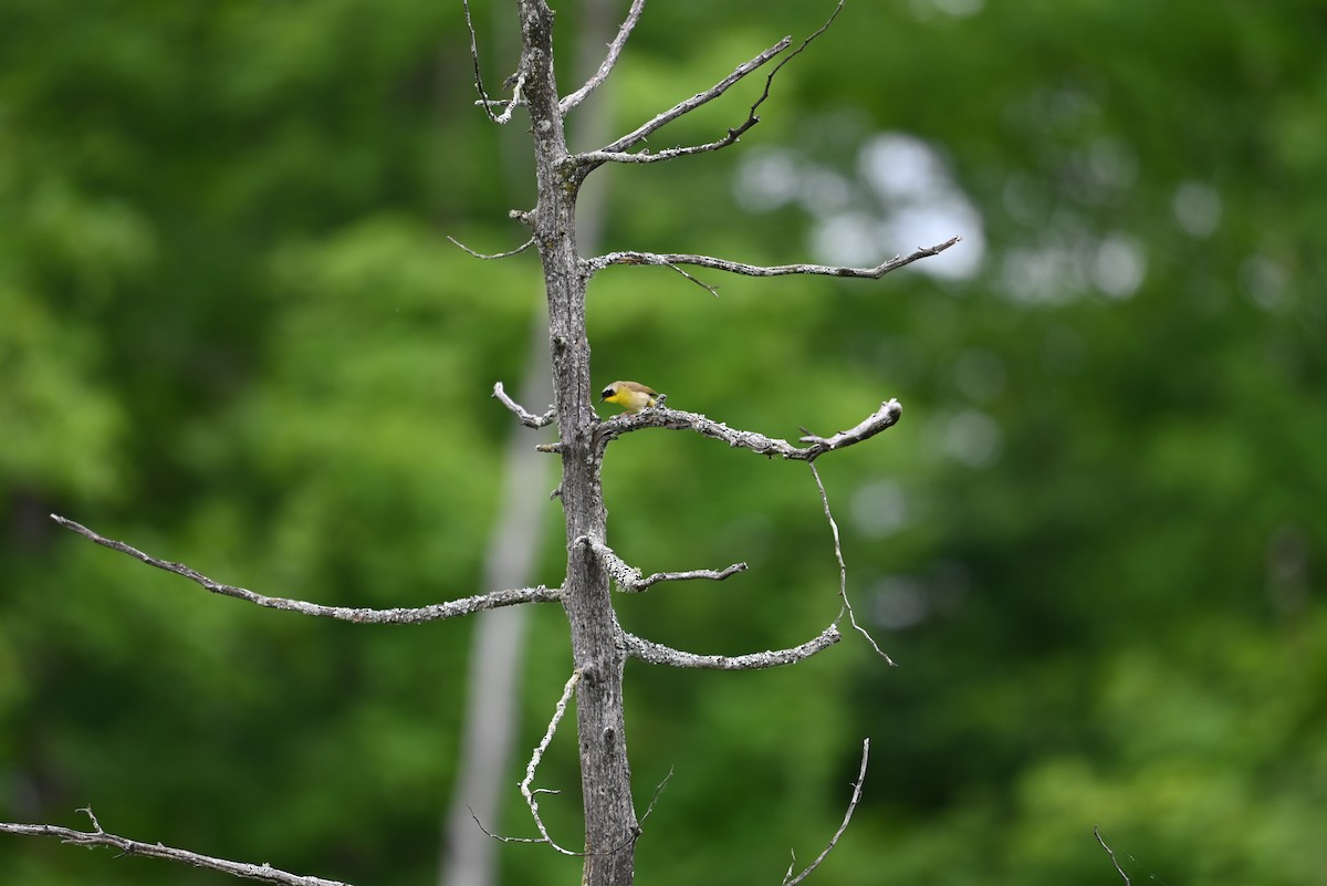 Common Yellowthroat - ML638328171
