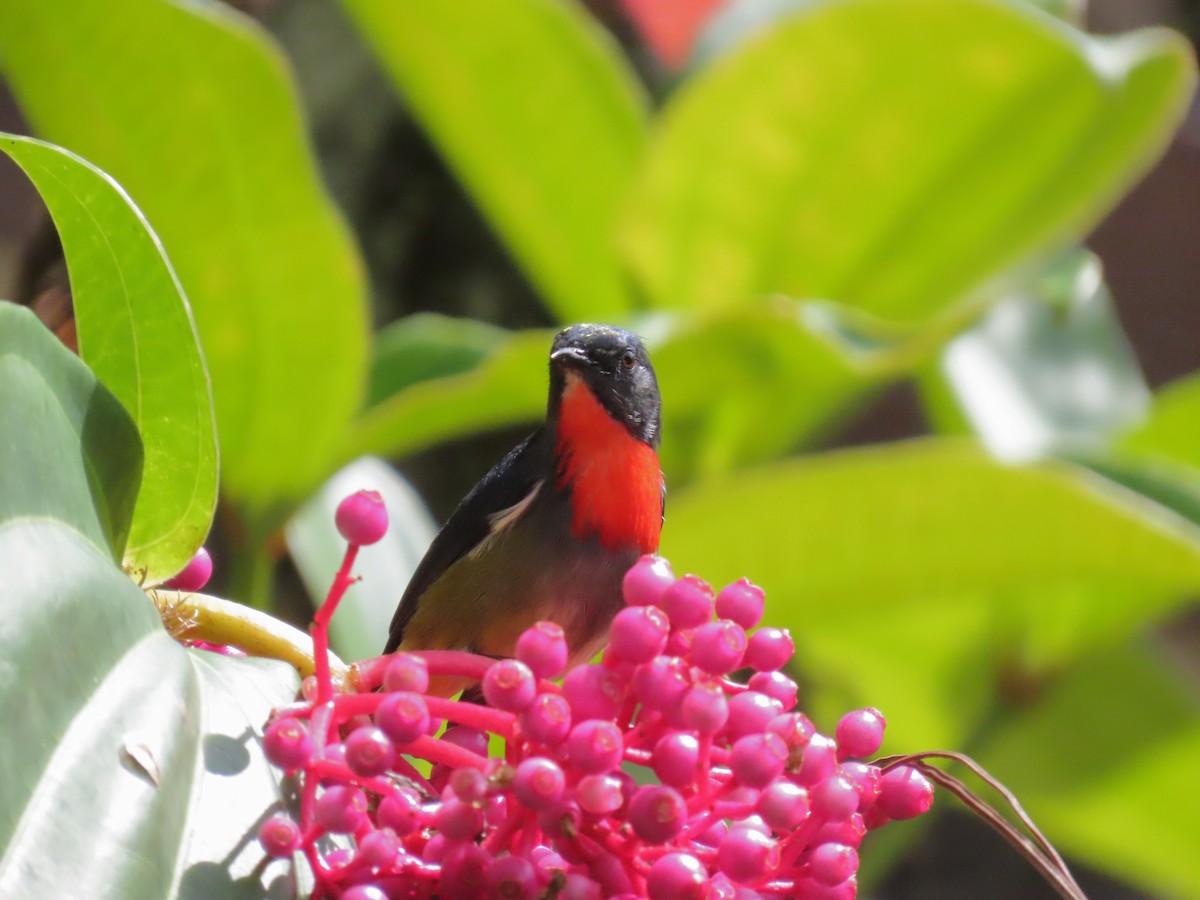 Black-sided Flowerpecker - ML638328173