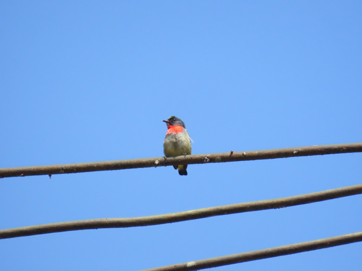 Black-sided Flowerpecker - ML638328174
