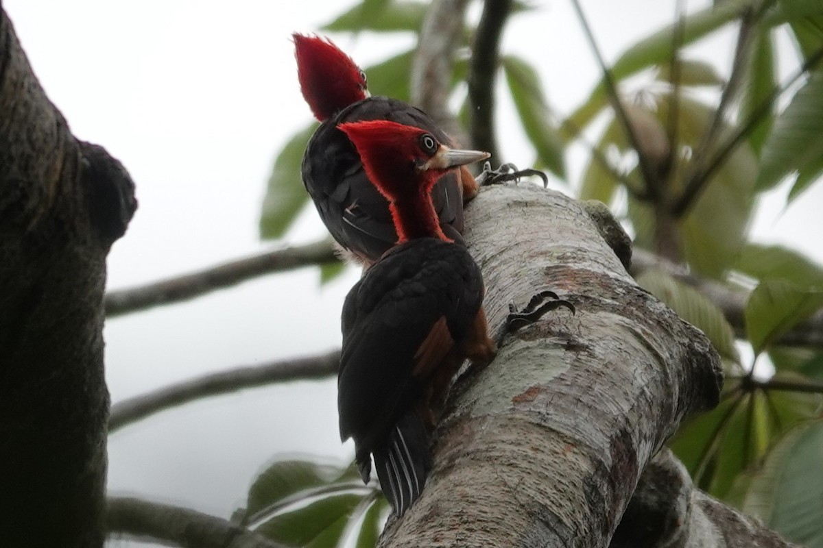 Red-necked Woodpecker - ML638328176