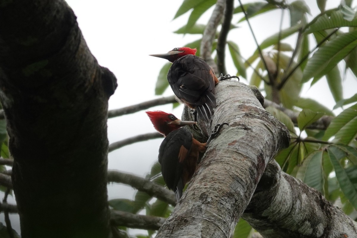 Red-necked Woodpecker - ML638328177