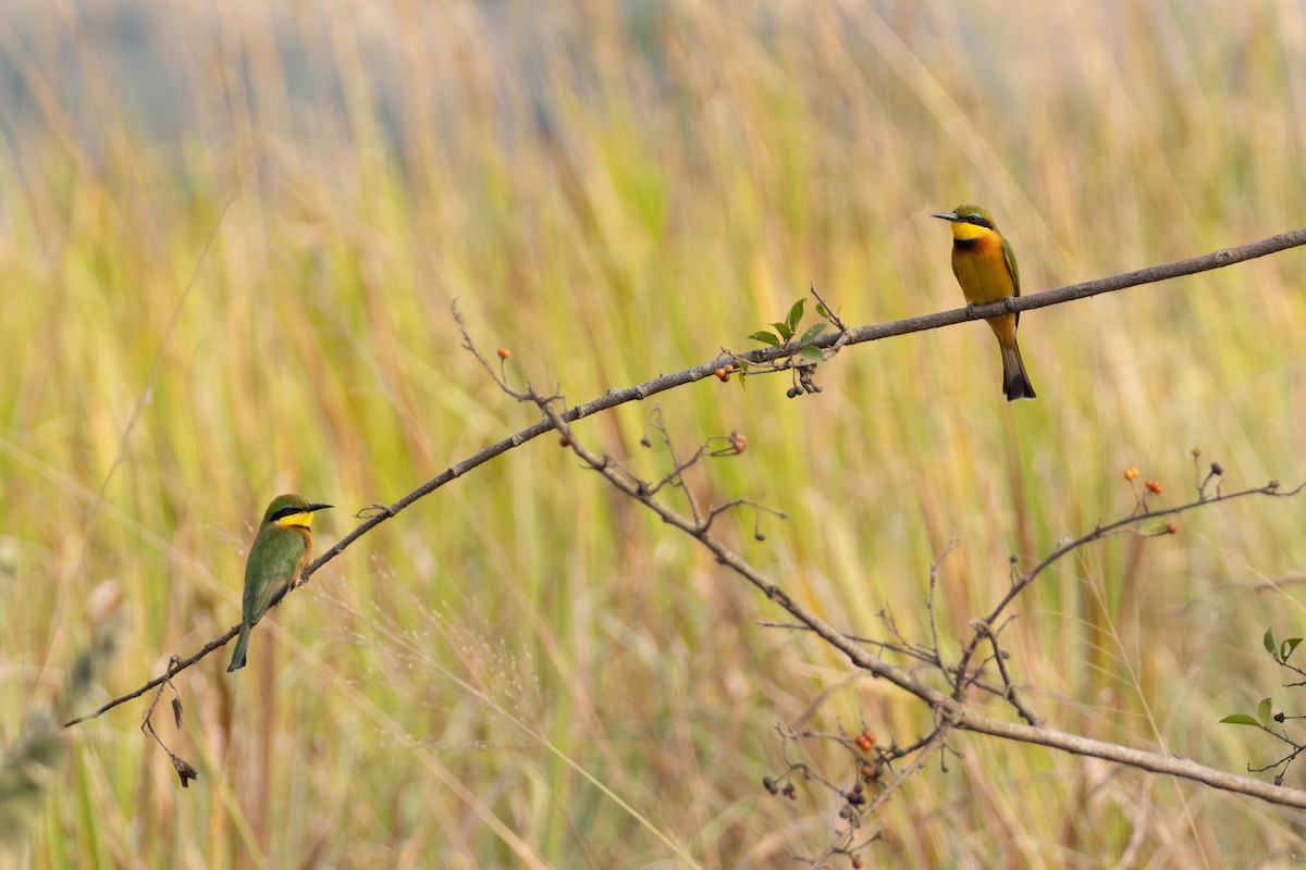Little Bee-eater - ML638328178