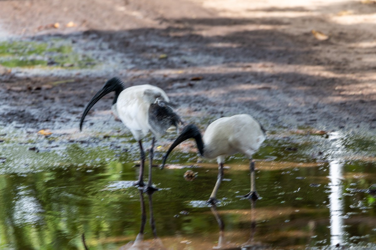 Australian Ibis - ML638328181