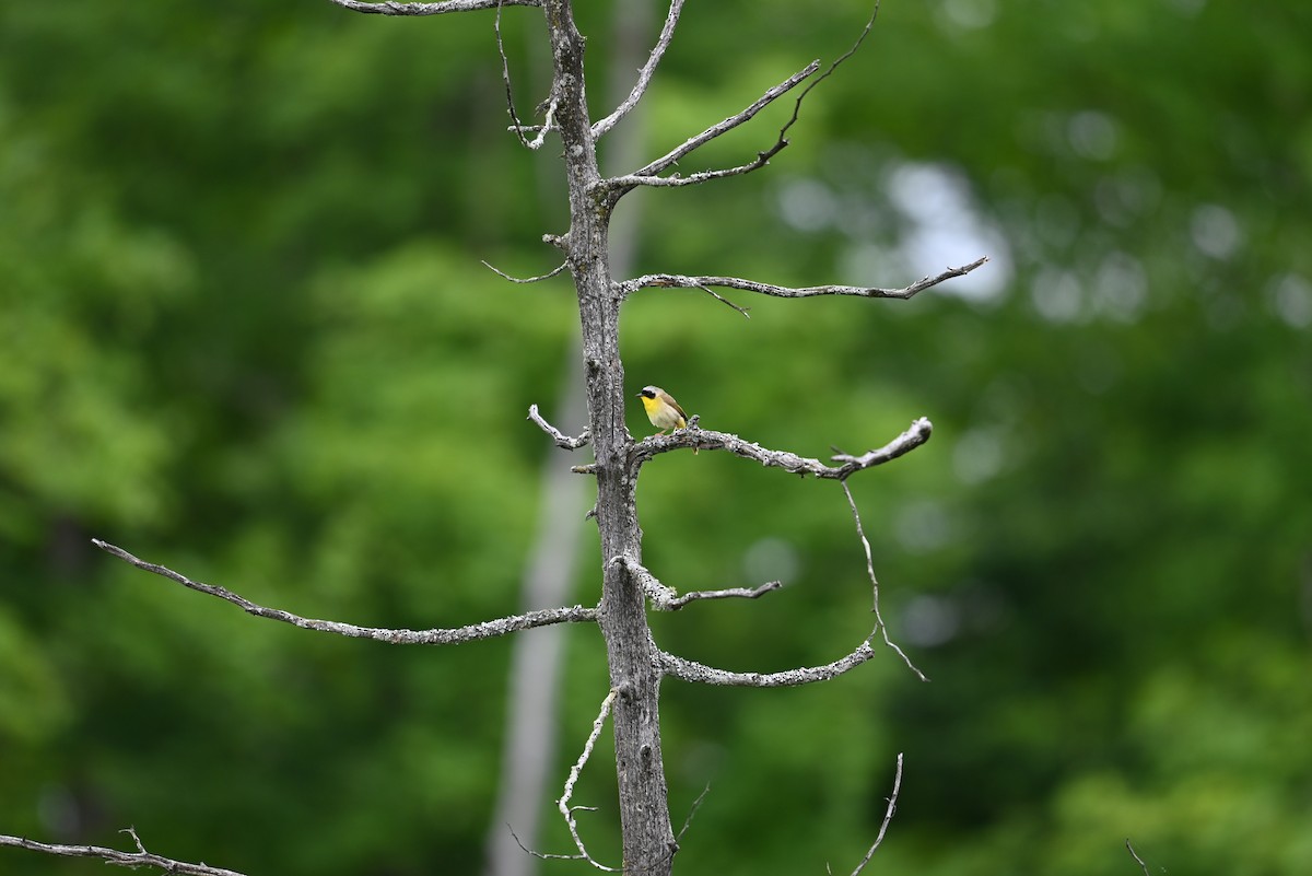 Common Yellowthroat - ML638328182
