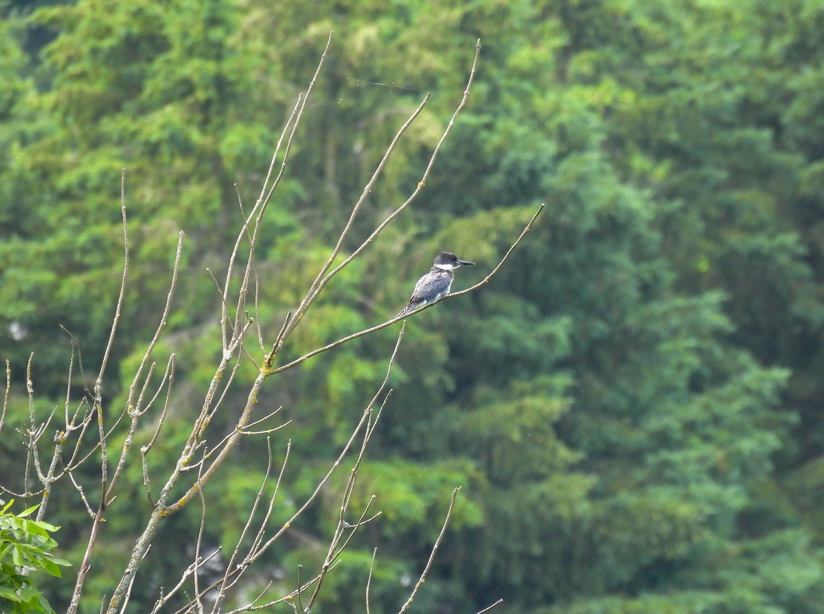 Belted Kingfisher - ML638328187