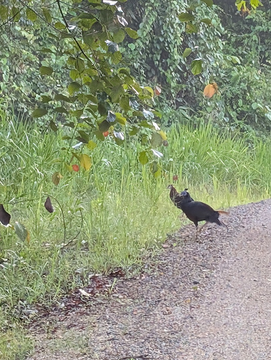 Bornean Crested Fireback - ML638328189
