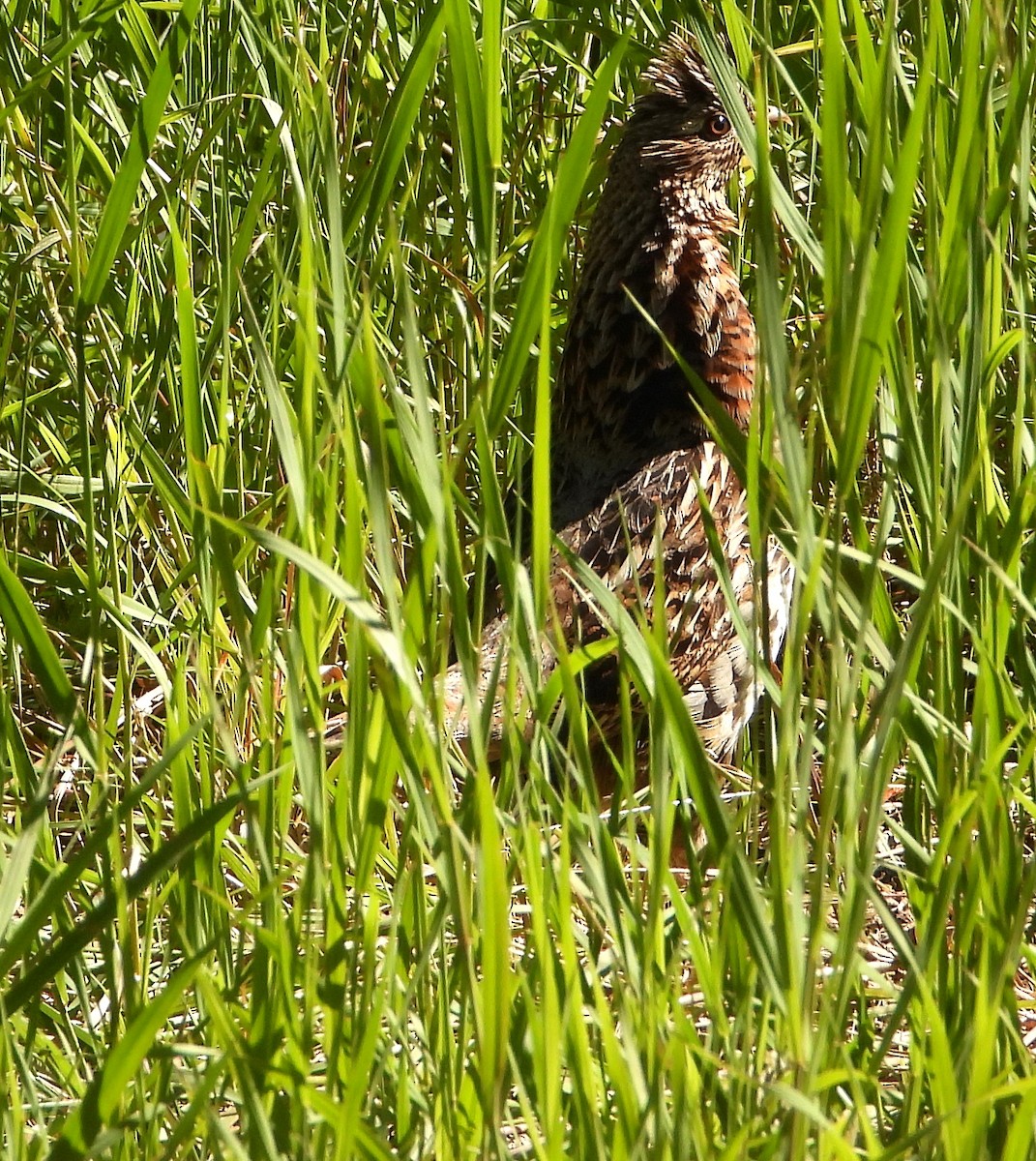 Ruffed Grouse - ML638328192