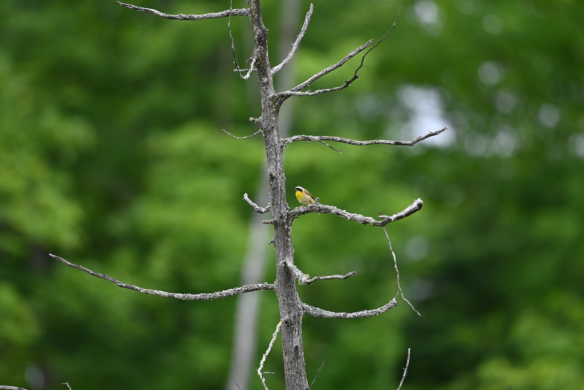 Common Yellowthroat - ML638328193