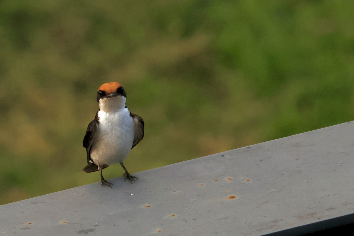 Wire-tailed Swallow - ML638328197