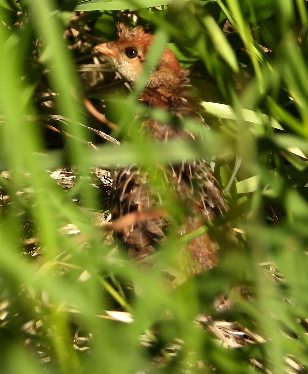 Ruffed Grouse - ML638328200