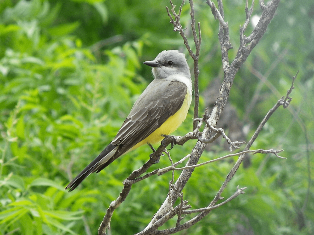 Western Kingbird - ML638328201